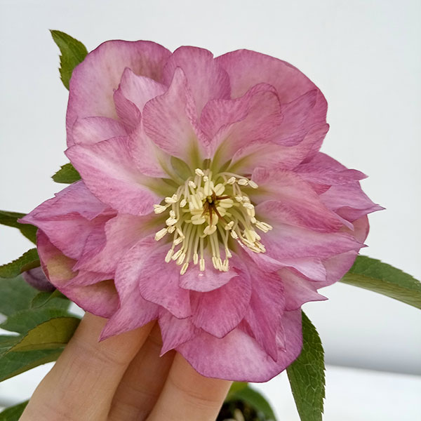 園芸ネット本店｜松村ナーセリーさんのクリスマスローズ：24-15ダブル