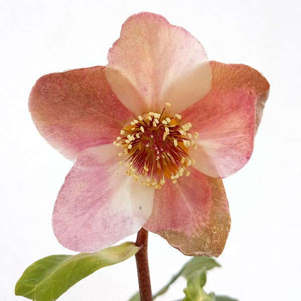 園芸ネット本店｜松村ナーセリーさんのクリスマスローズ：24-19ニゲル