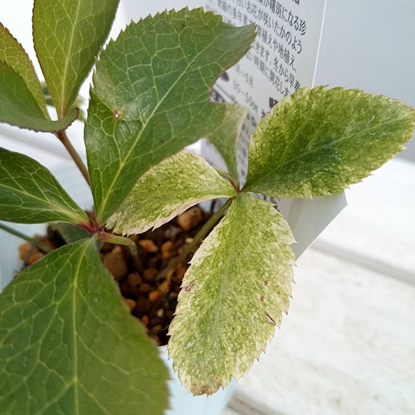 園芸ネット本店｜松村ナーセリーさんのクリスマスローズ：24-26月白