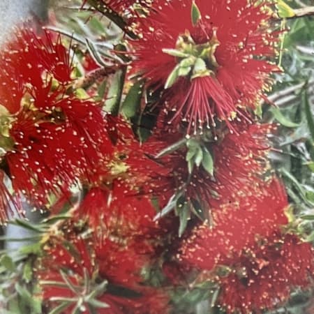 カリステモン：スポットファイヤー6号鉢植え