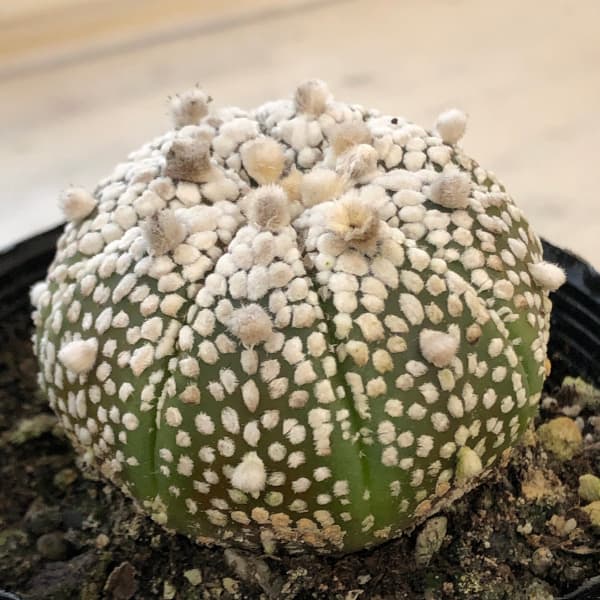 ミラクルスーパー兜 スーパーアロー 実生成球 特選 サボテン アストロフィツム Astrophytum asterias arrow【アストロフィツム・スーパー兜