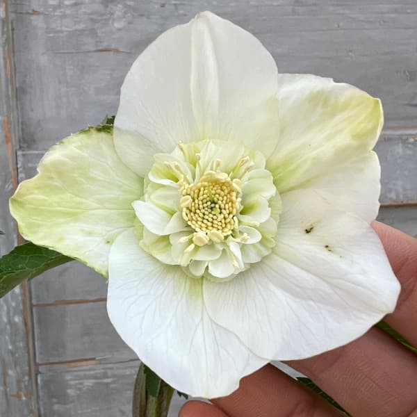 流れ星様確認用、クリスマスローズ クリスマスローズ,童仙房ナーセリー＆ガーデンのクリスマスローズ