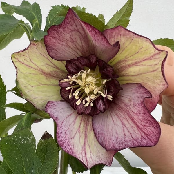 クリスマスローズ 株分け苗 元親株 ハッピーホッピーピコティ 4号