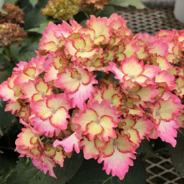 アジサイ：美琴（みこと）5号鉢植え