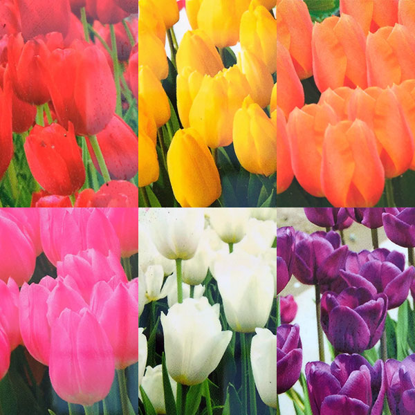 チューリップ：一重咲き品種ミックス3号ポット 3個セット
