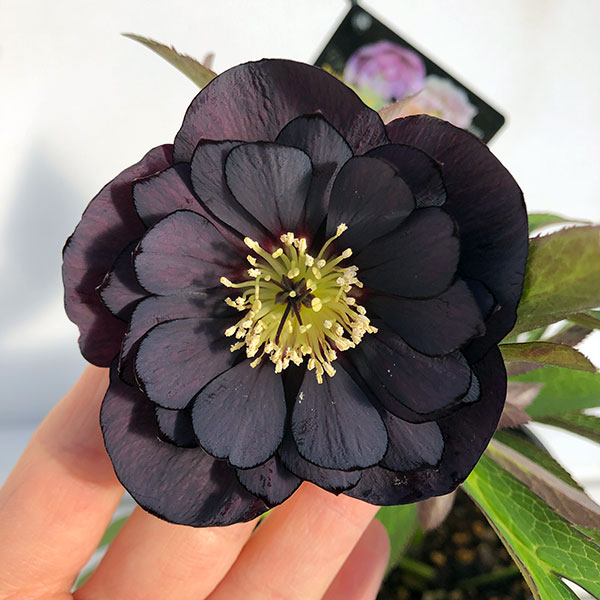 園芸ネット本店｜クリスマスローズ：セレクトダブル24-36／2Lポット の