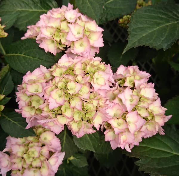 園芸ネット本店｜アジサイ：Little Jewel（リトルジュエル）5号ポット