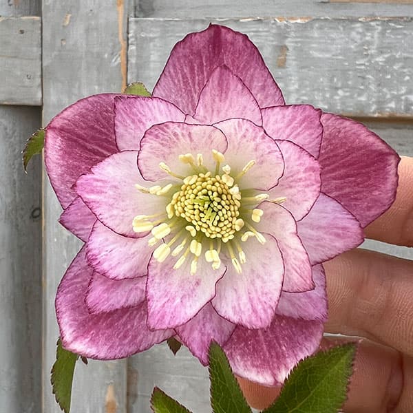 ウィンターシンフォニー スウィング クリスマスローズ ダブル 開花株