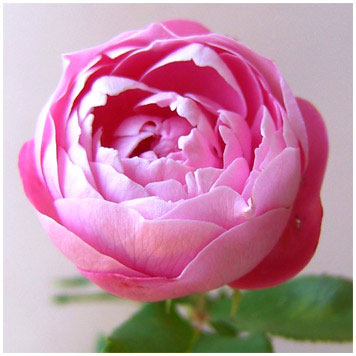 園芸ネット本店｜[送料無料]特大サイズ オールドローズ：ラ レーヌ