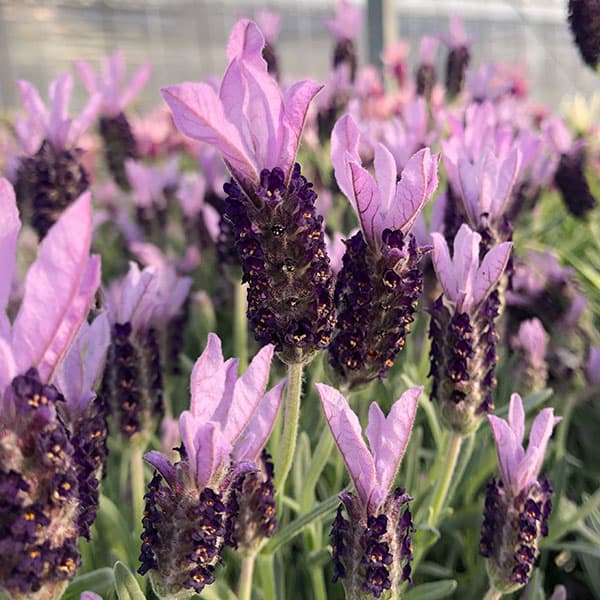 園芸ネット本店｜ラベンダー：マドリッドパープル4号鉢植え の通販【公式】