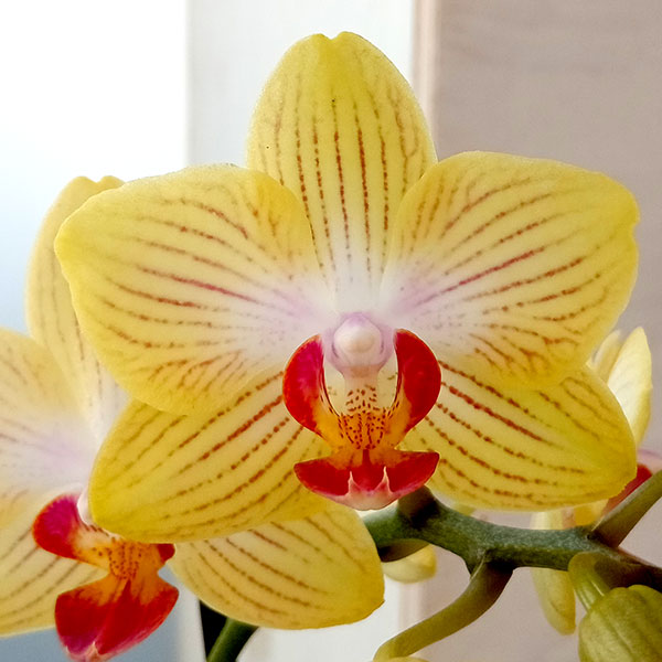 園芸ネット本店｜ミディコチョウラン：ゴールドベイビー2本立ち3号陶器