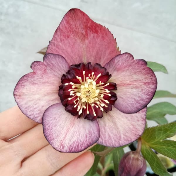 園芸ネット本店｜クリスマスローズ：セレクトセミダブル24-13／2L