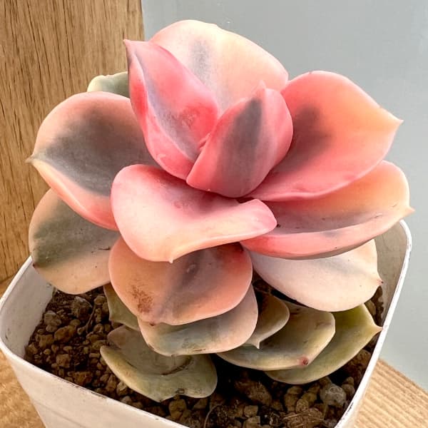 多肉植物 大輪花サボテン リタ 【限定セール，爆買い】