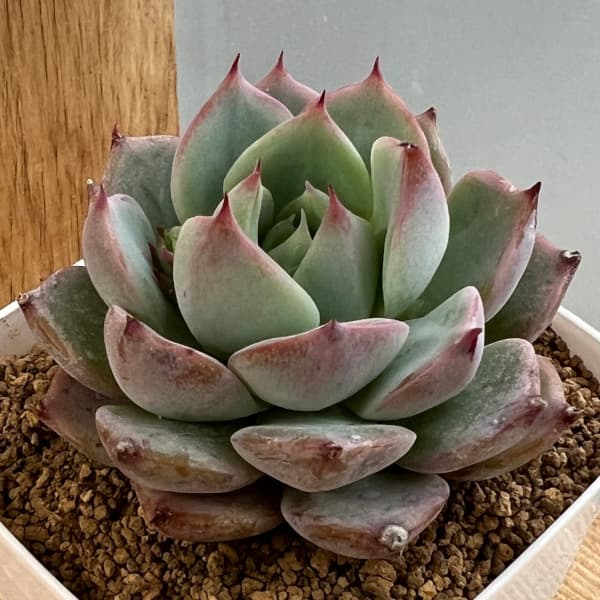 園芸ネット本店｜エケベリア：プリズム 2.5号 の通販【公式】