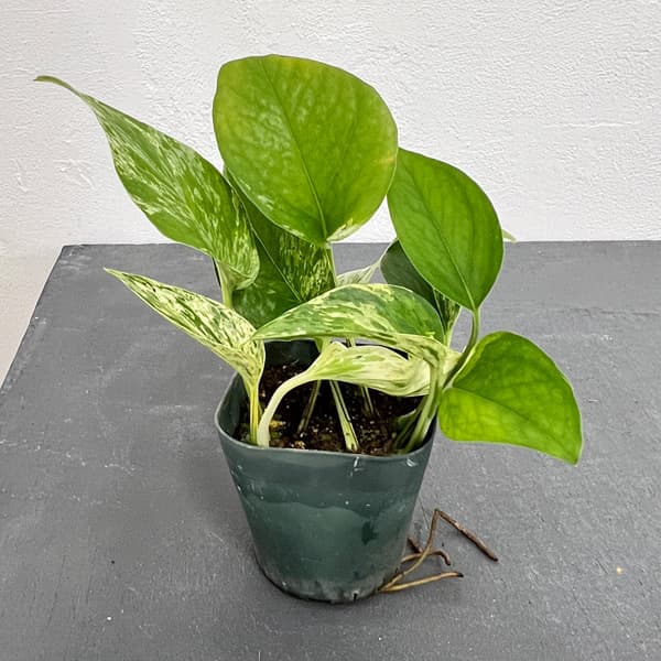 エピプレムヌム：ピナツム マーブル 3号ポット の通販 | 園芸ネット