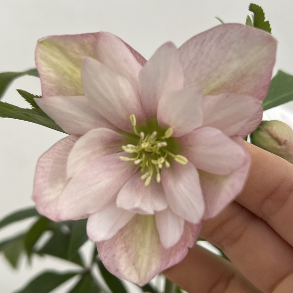 園芸ネット本店｜花郷園さんのクリスマスローズ：24-20ピンクチュチュ