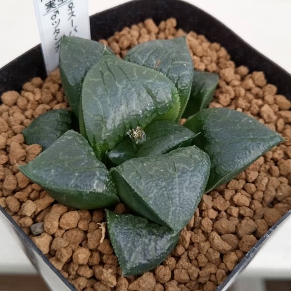 園芸ネット本店｜ハオルチア：スーパー特網×ツタンカーメン 2.5号角