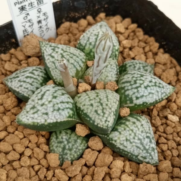 園芸ネット本店｜ハオルチア：(モザイク×青木コントラスト)×モザイクY