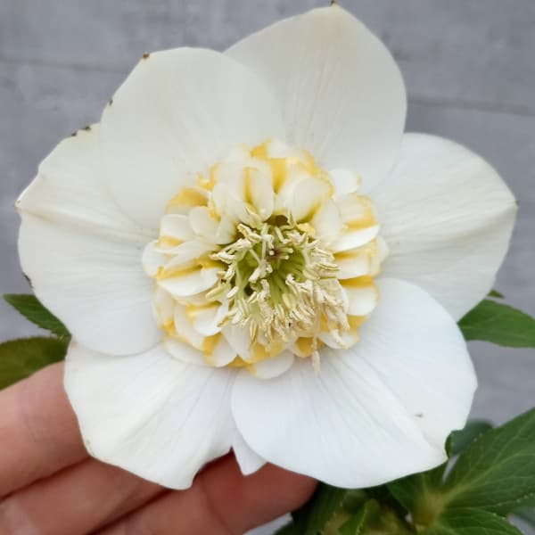 園芸ネット本店｜クリスマスローズ：セレクトセミダブル24-16／2L