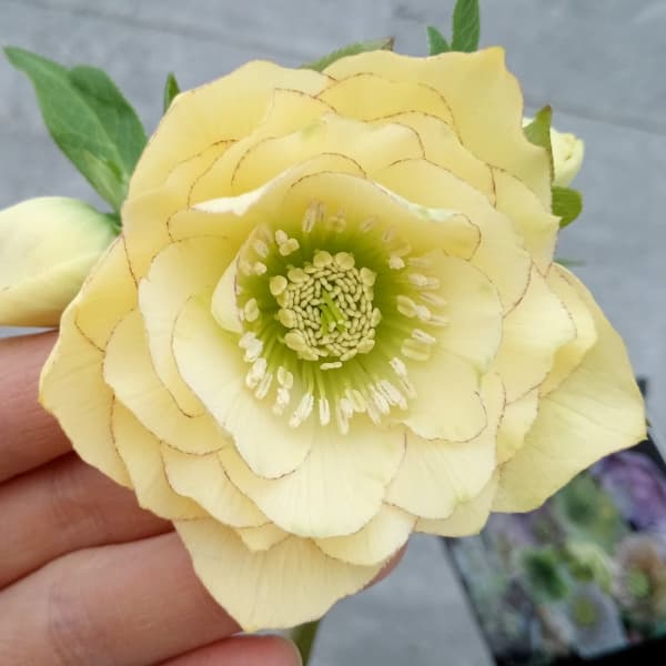 園芸ネット本店｜クリスマスローズ：セレクトダブル24-66／2Lポット