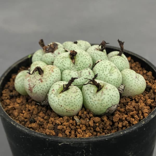 コノフィツム ヤンギ