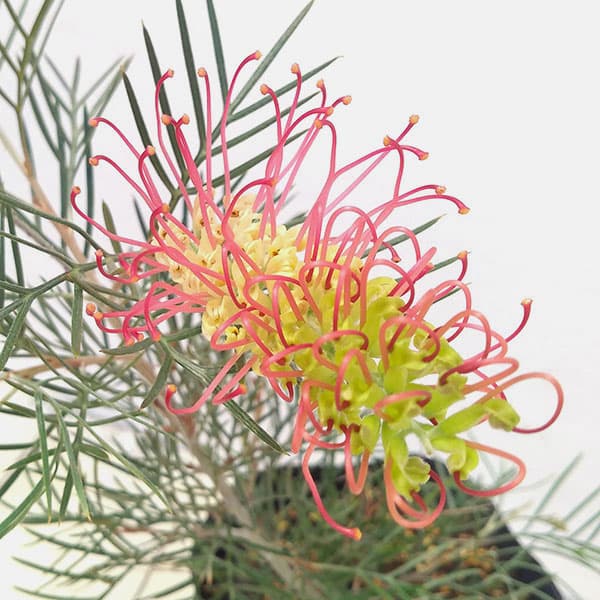 園芸ネット本店｜グレビレア：キングスレインボー3号ポット の通販【公式】