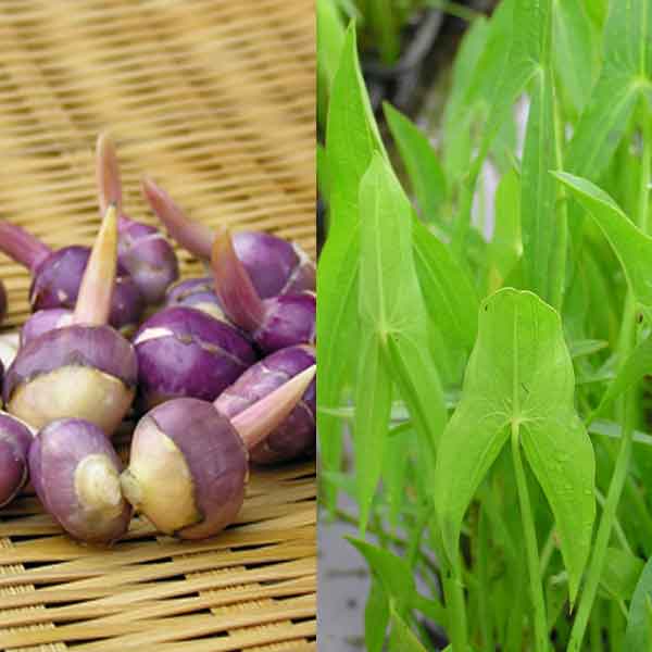 人気の水生京野菜：京クワイ4号ポット 6株セット