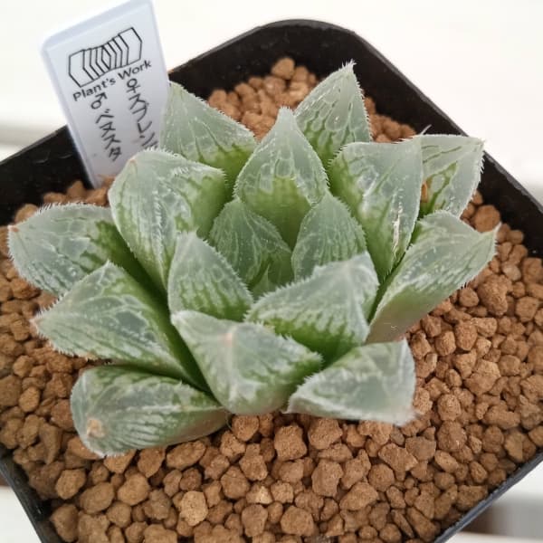 園芸ネット本店｜ハオルチア：スプレンデンス×ベヌスタ 2.5号角ポット