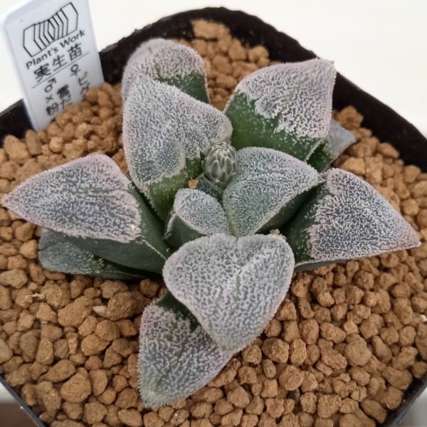 園芸ネット本店｜ハオルチア：ピグマエア×(雪だるま×粉雪) 2.5号角