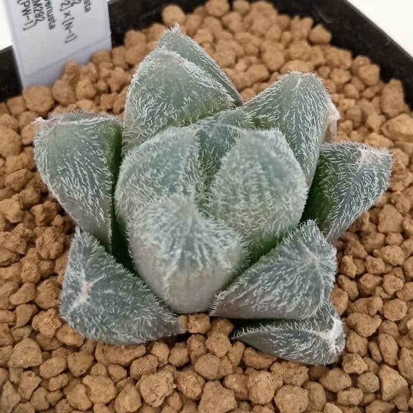 ハオルチア ベヌスタ venusta Tan 最大種 多肉植物（ハオルチア 野太く 