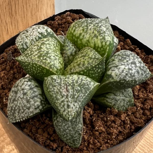 園芸ネット本店｜ハオルチア：交配実生株（ピクタ大型実生×塚原白雪