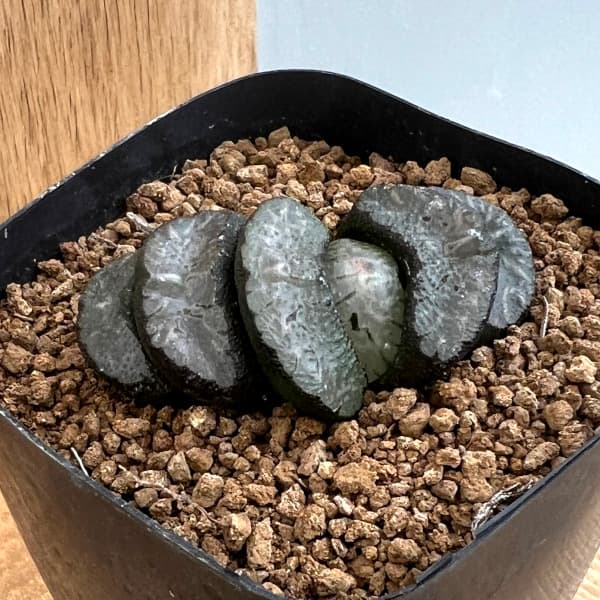 園芸ネット本店｜ハオルチア：交配実生株（徳田マンモス×FST1-1） 2.5