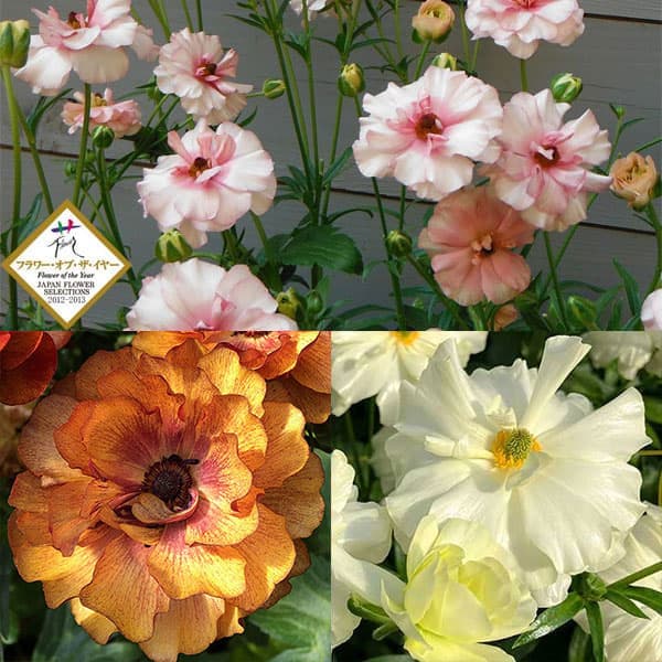 ラナンキュラス：ラックス3種セット／アリアドネ・サティロス・グレーシス3.5-4号ポット