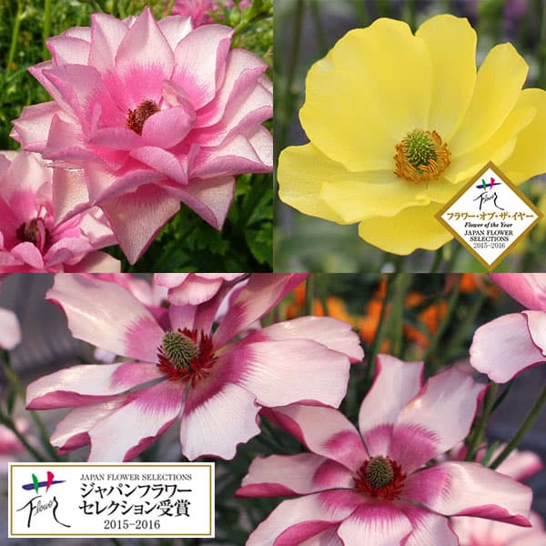 ラナンキュラス：ラックス3種セット／ピュタロス２・リュキア・ヘラ3.5-4号ポット