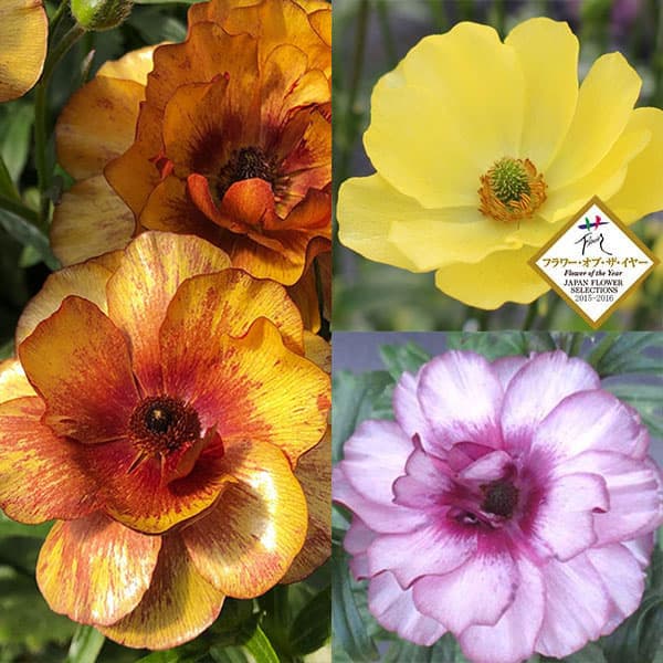 ラナンキュラス：ラックス3種セット／ピュタロス２・サティロス・ディオニュソス3.5-4号ポット