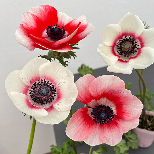 園芸ネット本店｜アネモネ：ミストラル レッド系3-3.5号ポット の通販