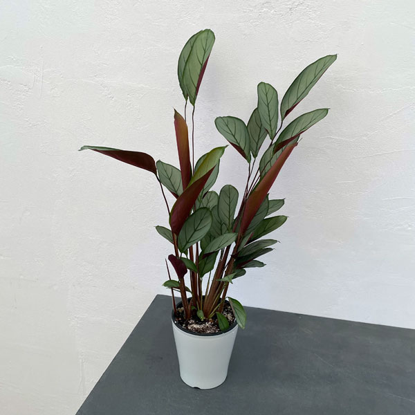 クテナンセ：セトーサ　5号鉢植え