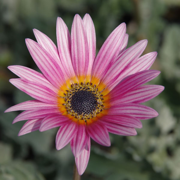 アークトチス：プリュネル3号ポット 6株セット