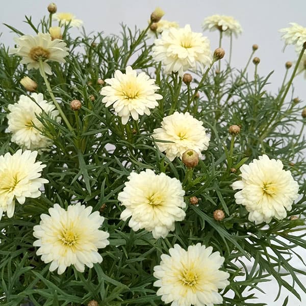 園芸ネット本店｜マーガレット：レモンマーガレット3.5号ポット の通販