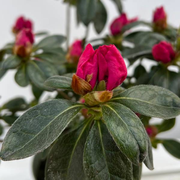 ヒラドツツジ：ホリウチカンザキツツジ5号鉢植え の通販 | 園芸