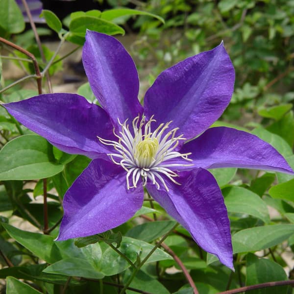 クレマチス：スイセイ（彗星）3.5号ロングポット（ラヌギノーサ系）