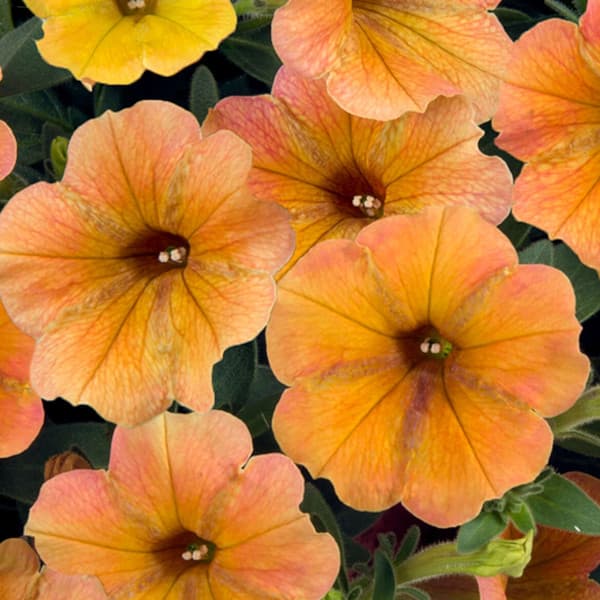 ペチュニア：フェイマス インディアンサマー3.5号ポット