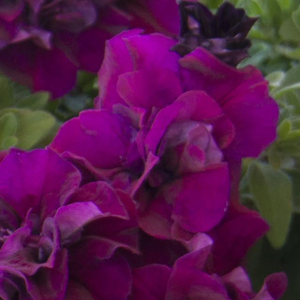 ペチュニア：ダブルフェイマス バーガンディ3.5号ポット