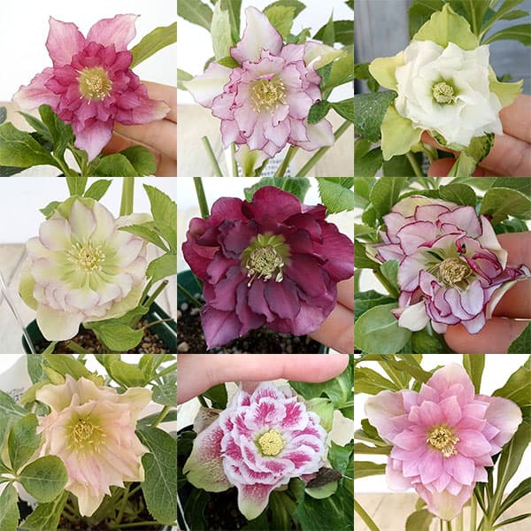 クリスマスローズ：俊峰園さんオリジナル八重咲花色ミックス3-3.5号ポット 2株セット