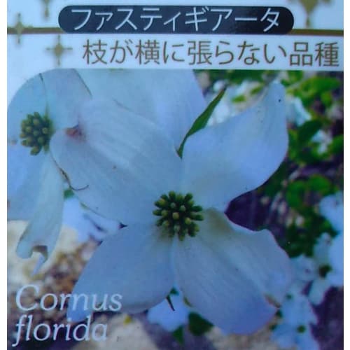 園芸ネット本店｜ハナミズキ：ファスティギアータ3号ポット の通販【公式】