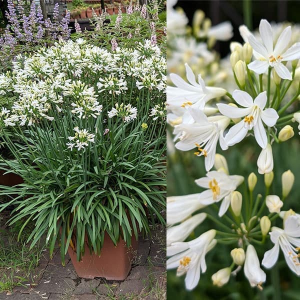 アガパンサス set苗 ネコポス 気温が月曜から少しあがるので下がったら アガパンサス set苗 ネコポス 気温が月曜から少しあがるので