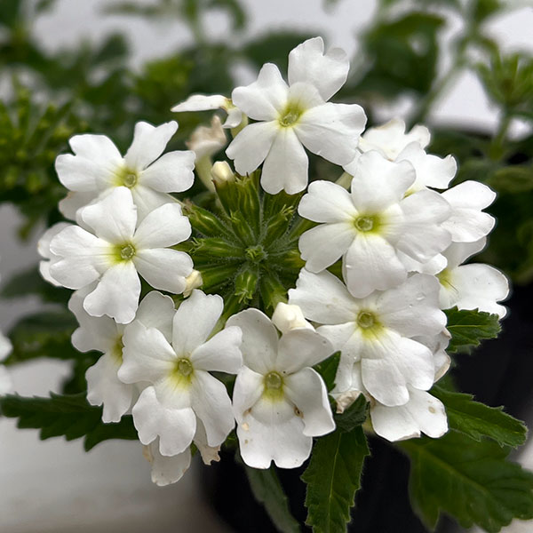 バーベナ：マジェラナ ホワイト3.5号ポット