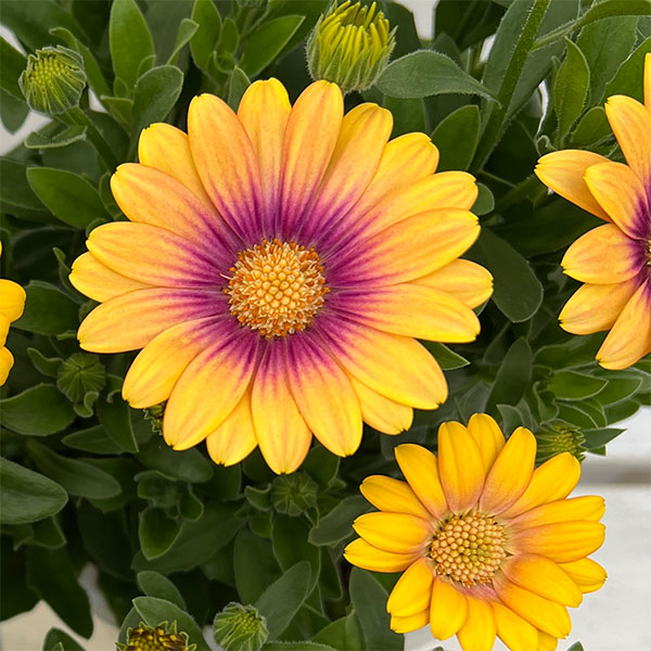 園芸ネット本店｜オステオスペルマム：セレニティ ブラッシング