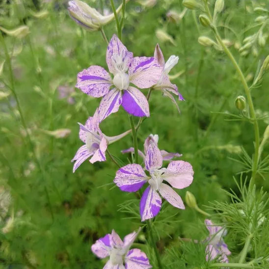 チドリソウ（千鳥草・ラークスパー）：かぐや姫3.5号ポット 6株セット