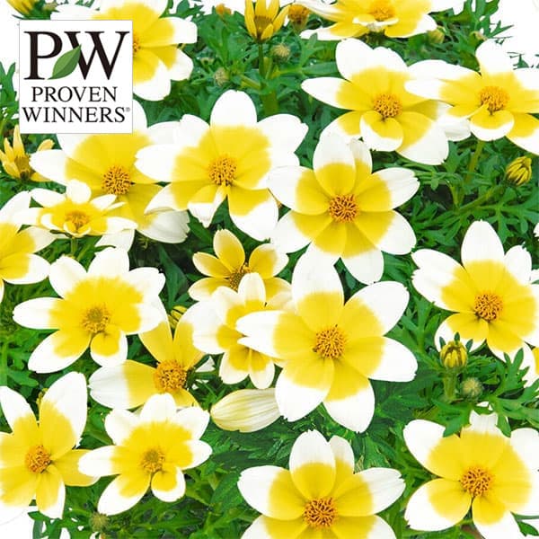 園芸ネット本店｜ビデンス：キャンプファイヤー・レモンシロップ11cm